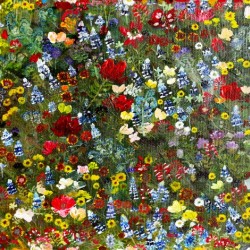 Texas Wildflower. Jillian K